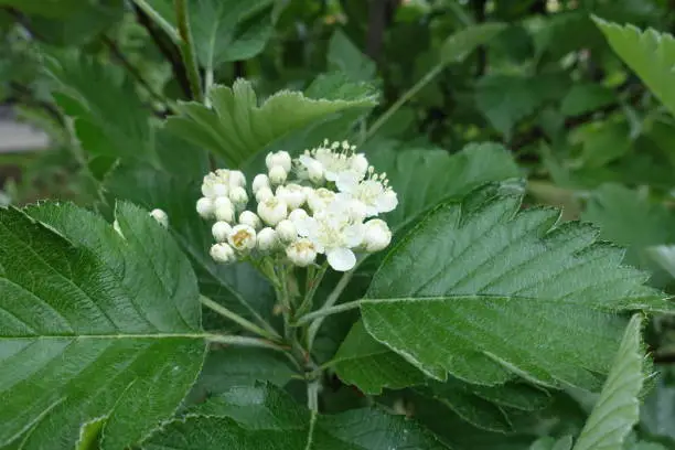 Closed buds and white flowers of Sorbus aria in May