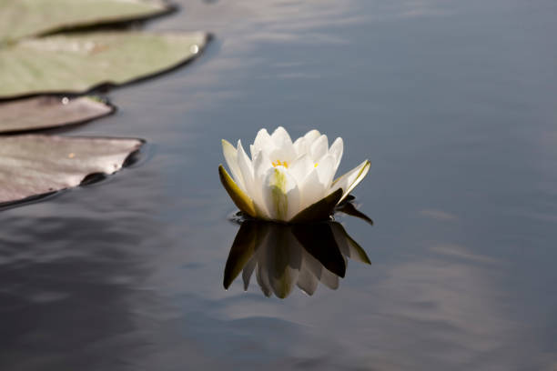 istock white water lily growing in a swampy area 1352617869