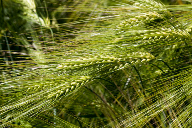 istock agricultural activity for growing wheat 1352617928