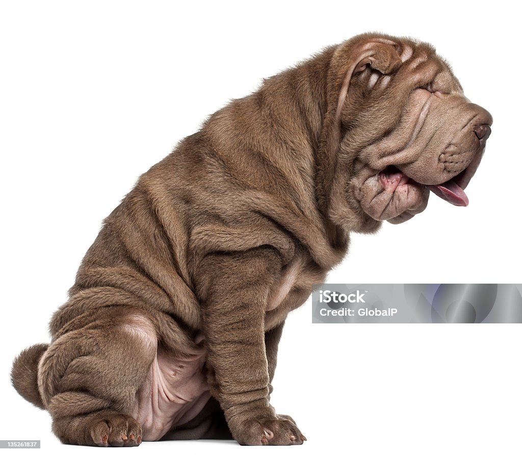 シャーペイ子犬、3 ヶ月、シッティングエリア - シャーペイ犬のロイヤリティフリーストックフォト