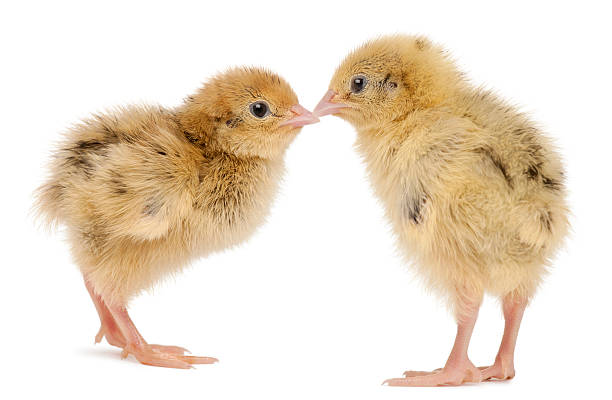 Two Japanese Quail, Coturnix japonica, 3 days old Two Japanese Quail, also known as Coturnix Quail, Coturnix japonica, 3 days old, in front of white background coturnix quail stock pictures, royalty-free photos & images