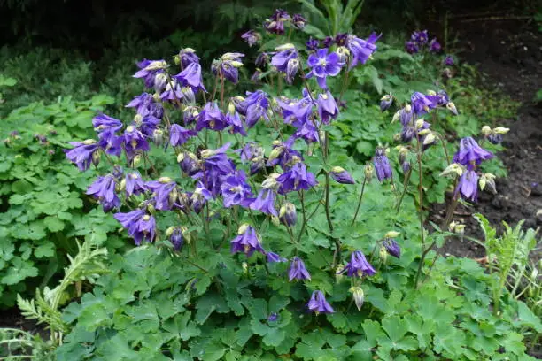 Multiple purple flowers of Aquilegia vulgaris in May