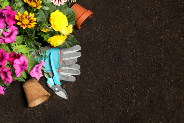 istock Flat lay composition with gardening tools and flowers on soil, space for text 1352619254