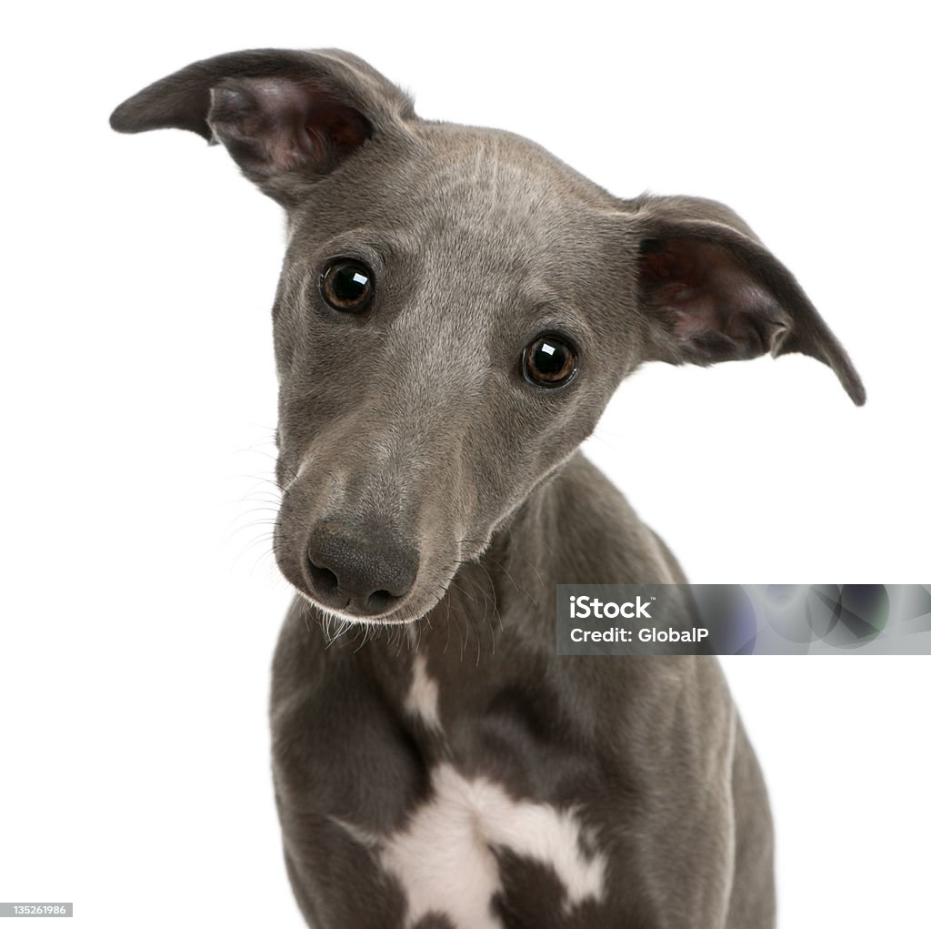 Close-up di Whippet cucciolo, 6 mesi - Foto stock royalty-free di Whippet