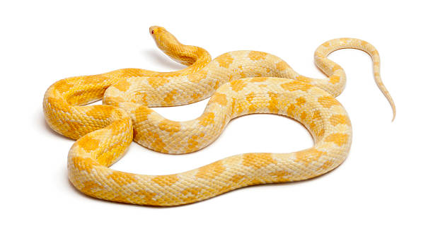 istock Butter mothley Corn Snake, Pantherophis guttatus 135261993