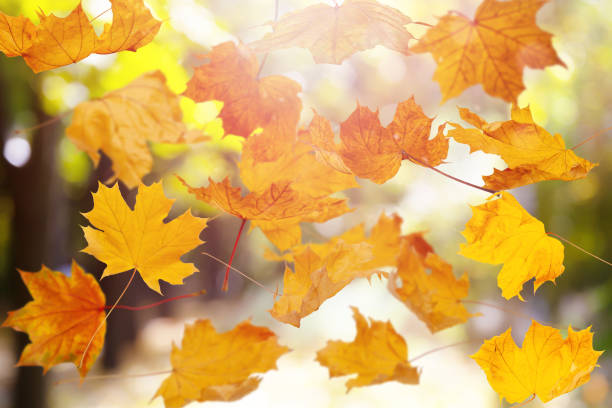 istock falling autumn yelow leafs on blured forest natural background 1352620052