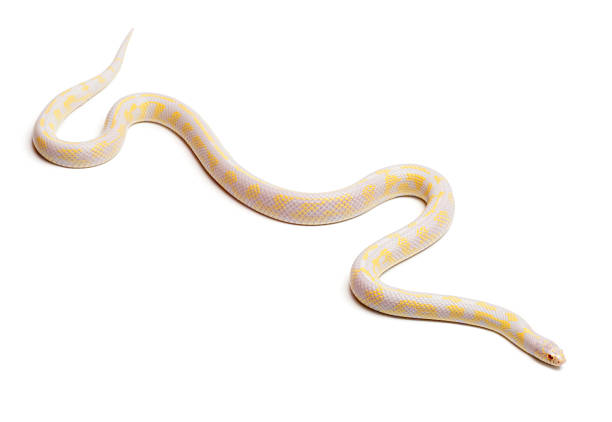 istock Albinos abberant eastern kingsnake, Lampropeltis getula californiae 135262054