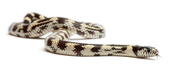istock Banana eastern kingsnake, Lampropeltis getula californiae 135262087