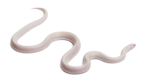 istock Snow eastern kingsnake, Lampropeltis getula californiae 135262089