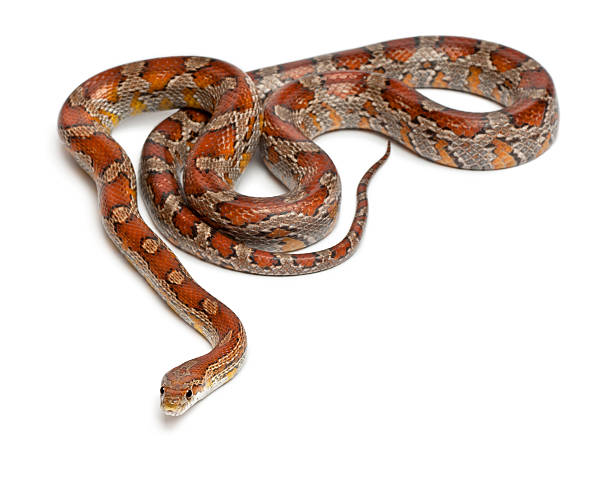 istock Miami Corn Snake, Pantherophis guttatus, in front of white background 135262091