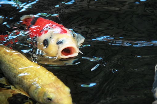 The freshness of the golden and red yellow koi fish swimming on the surface of the pond water