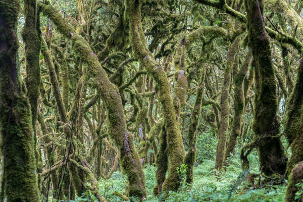 istock Fog forest in Garajonay National Park, La Gomera 1352621679