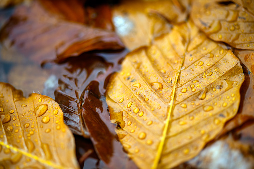 Wet autumn beech leaves