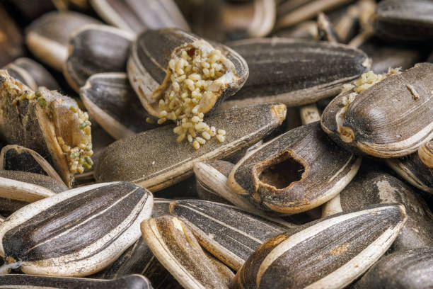 sunflower seeds disgustingly corrupted with bird seed pantry flour moths