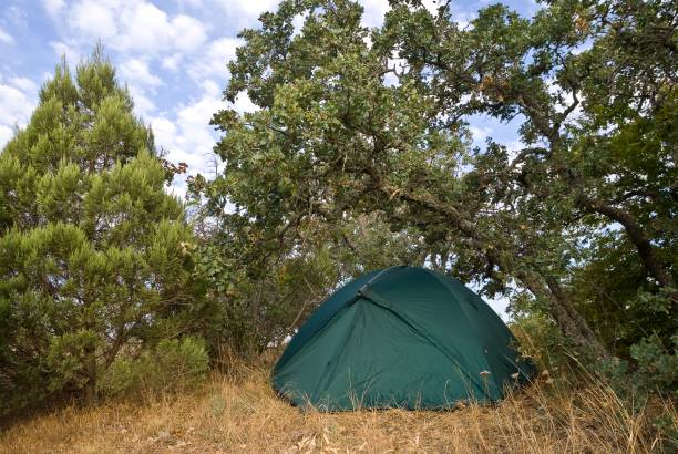 istock touristic tent in a forest 1352623358