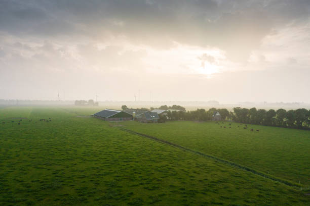 Golden wheat grass in foreground with green vineyard and farmhouse on hill in background in scenic Willamette Valley, near Dundee, Oregon.