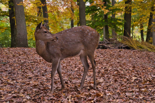 Red deer with beautiful antlers in the forest