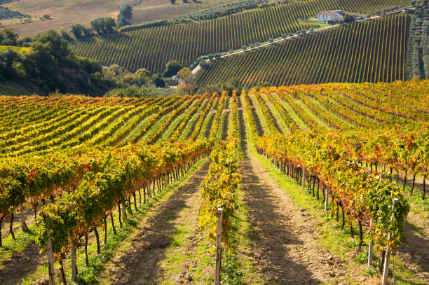 istock Colorful vineyard in fall, autumn nature landscape 1352631773