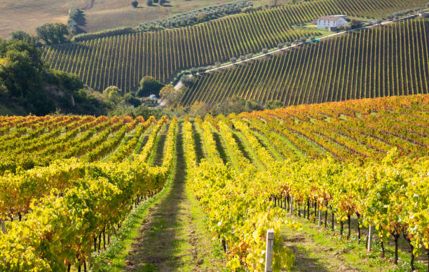 istock Colorful vineyard in fall, autumn nature landscape 1352638229
