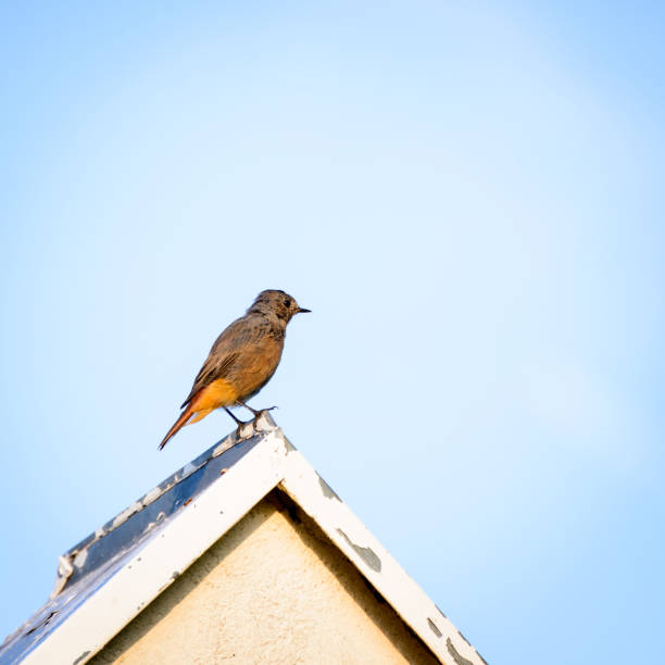 istock Female redstart on a roof 1352643001