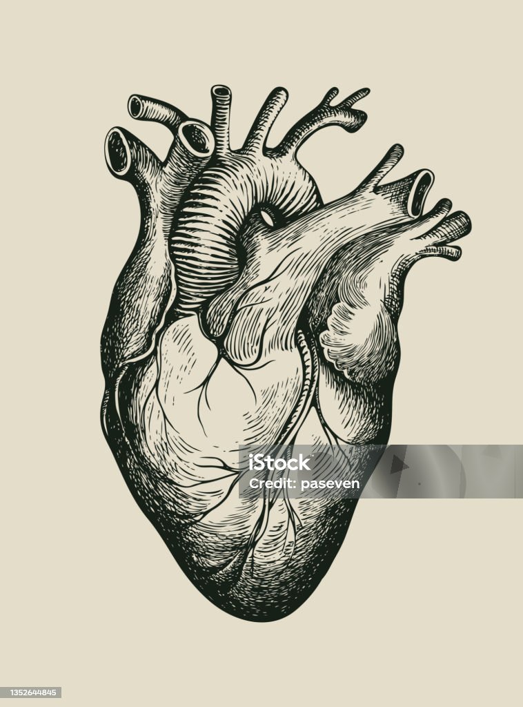 Disegno A Matita Di Un Cuore Umano In Stile Retrò - Immagini vettoriali  stock e altre immagini di Cuore - Cuore, Simbolo di cuore, Illustrazione -  iStock