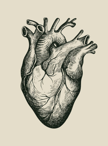 illustrazioni stock, clip art, cartoni animati e icone di tendenza di disegno a matita di un cuore umano in stile retrò - organo interno