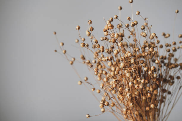 istock Dried flax flowers close up view. Boho style living room decor. 1352645087
