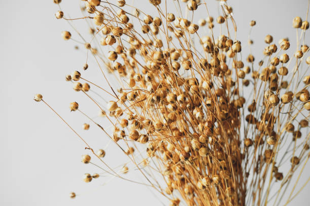 istock Dried flax grass on white background close up view. Boho style living room decor. 1352645094