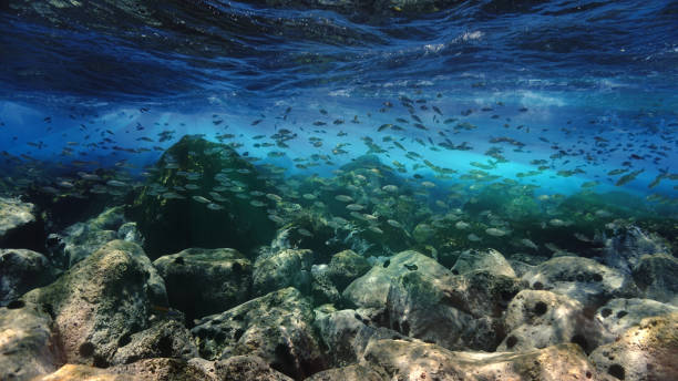 istock Underwater landscape with fish and rays of sunlight 1352646731