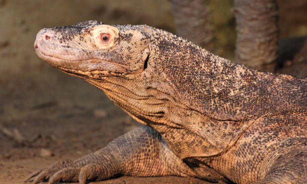 istock Monitor lizard is the common name of several large lizard species, comprising the genus Varanus 1352647558