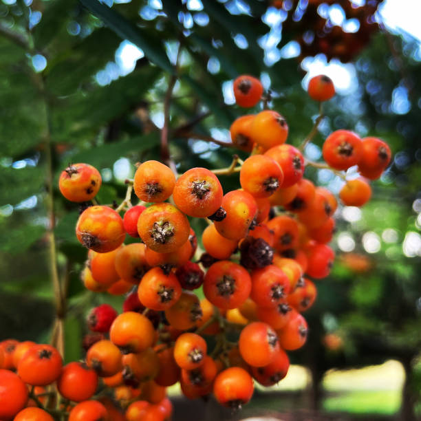 beere schön - berry fruit fruit ash autumn stock-fotos und bilder