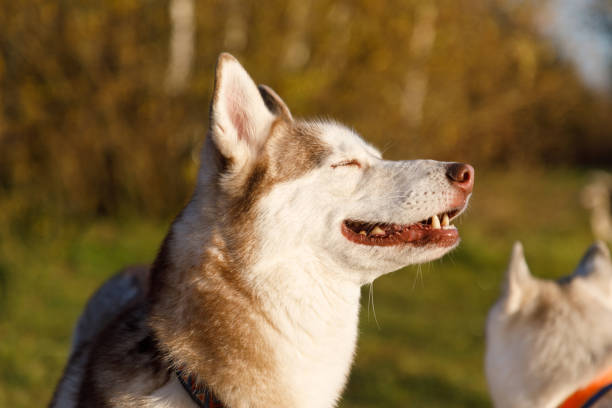 istock Portrait of the husky dog 1352647708