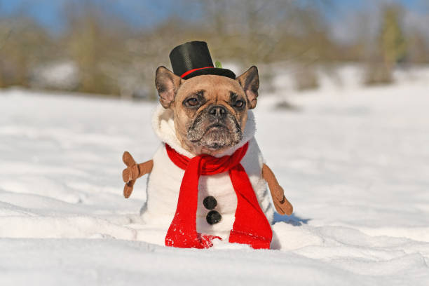 istock French Bulldog dog dressed up as snowman 1352647848