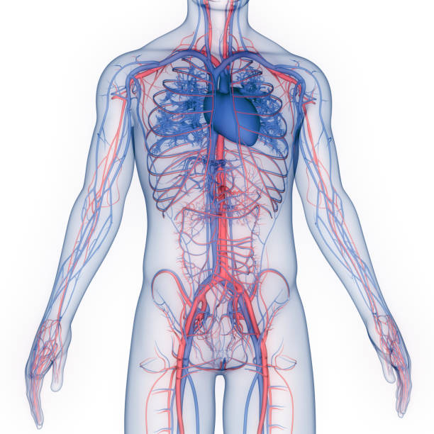 istock Human Circulatory System Heart Anatomy 1352652255