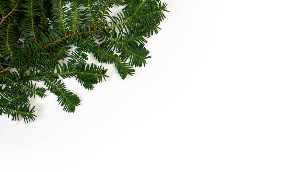 istock Frame of green pine branch isolated on white background and space for text. 1352653217