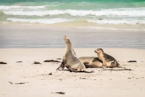 Sea lions resting on the beach at Seal Bay, Kangaroo Island, South Australia