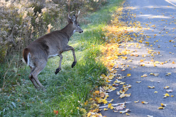 White Tailed Deer Buck on road