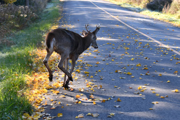 istock White Tailed Deer Buck on road 1352655228