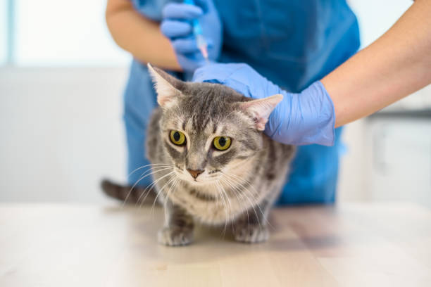Cтоковое фото Врач-ветеринар дает укол кошке