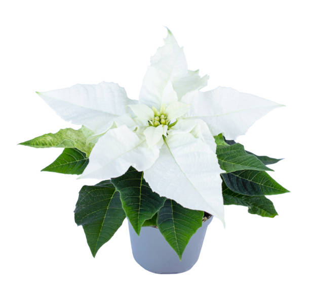 istock White poinsettia flower isolated on white 1352656360