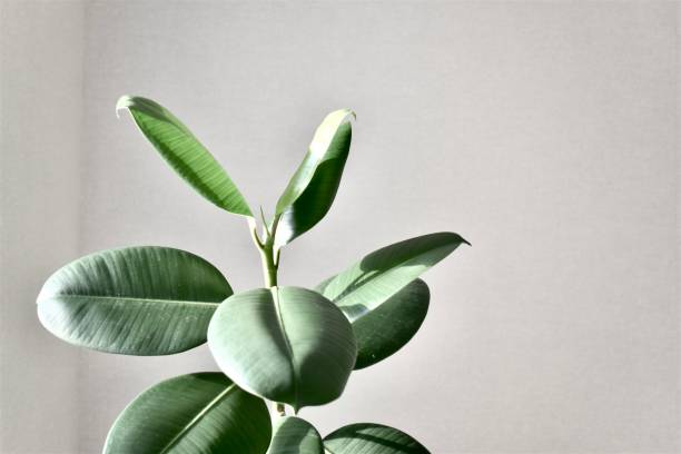 istock Light and airy home interior decoration 1352656387