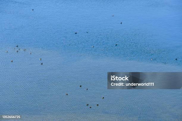 Flock Of Birds Flying In The Sky With Clouds In Sweden Scandinavia North Europe Stock Photo - Download Image Now
