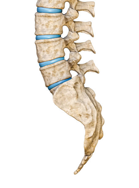 vista lateral o lateral del sacro humano y las vértebras lumbares aisladas sobre fondo blanco ilustración de renderizado 3d. gráfico anatómico en blanco. anatomía, medicina, biología, partes de los conceptos del esqueleto humano. - sacrum fotografías e imágenes de stock