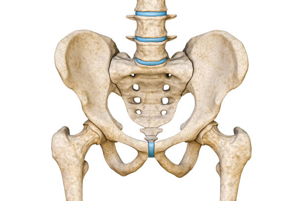 vista anterior o frontal de la pelvis masculina humana, el sacro, la columna lumbar y los huesos del fémur aislados sobre fondo blanco ilustración de renderizado 3d. gráfico anatómico en blanco. anatomía, medicina, ciencia, parte de los conceptos del  - ilium fotografías e imágenes de stock