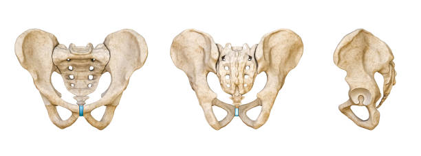 mâle humain bassin et sacrum vues postérieures, antérieures et latérales isolées sur fond blanc illustration de rendu 3d. tableau anatomique vierge. anatomie, science, biologie, ostéologie, médecine, une partie des concepts du squelette humain. - ilium photos et images de collection