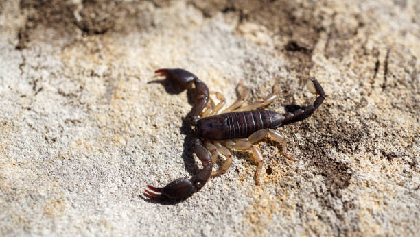 istock Photo of a scorpion crawling on a stone 1352657757