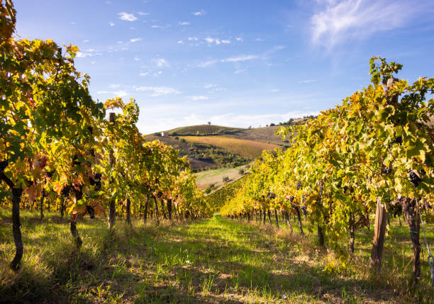 istock Vineyards and winery among hills, countryside landscape 1352658332