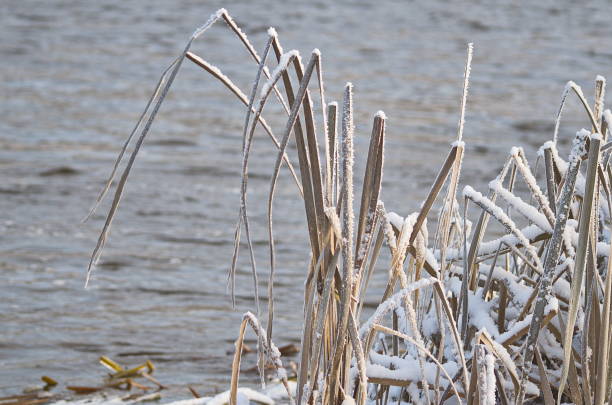 istock Frosted grass in the river water on a sunny winter day 1352658440