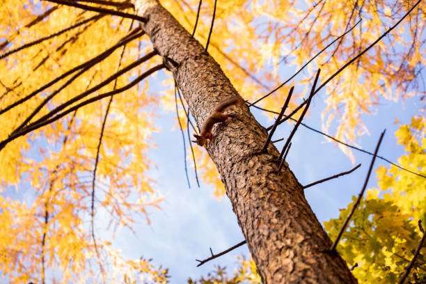 A fluffy squirrel standing on its hind legs among fallen leaves in an autumn park