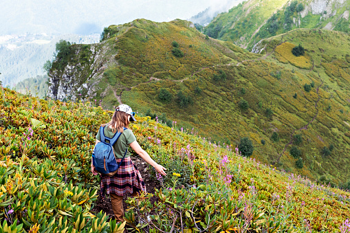 Rear view of young woman with backpack hiking in mountains among rhododendron plants and flowers along mountain trail hiking , healthy active lifestyle